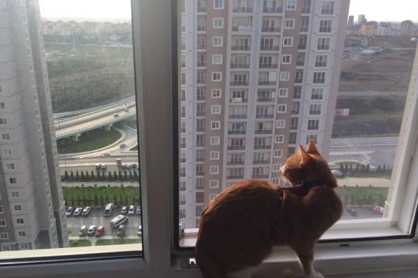Göztepe Kedi Sineklik